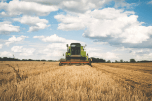 Combine Harvester Harvesting Wheat